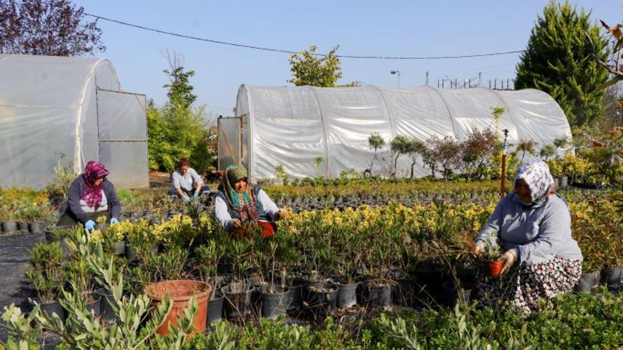 Çiftlikköy parklarını tıbbi aromatik bitkiler süsleyecek