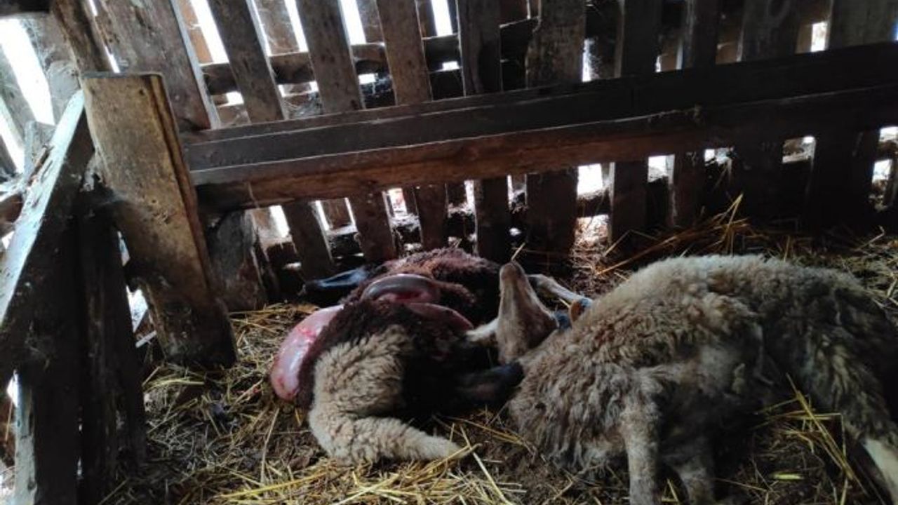 Koru’da başıboş köpek dehşeti : 1 ayda 6 koyununu parçaladılar