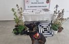 Yalova’da Uyuşturucu Operasyonu: Evde İklimlendirme Sistemiyle Kenevir Yetiştirdi