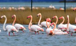Flamingoların yaz tercihi Hersek Lagünü