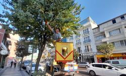 Cengiz Koçal Caddesi’nde ağaçlar budanıyor