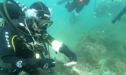 Hayalet ağları toplarken ölmek üzere olan deniz canlılarını kurtardılar
