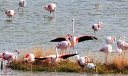 Kuş Oteli’nde flamingo sayısı bin 250’yi geçti