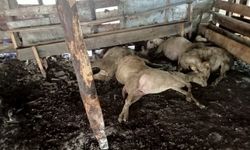 Yalova'da sahipsiz köpek dehşeti: Koyunları parçaladılar