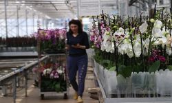 Yalova’dan 30 ülkeye çiçek ihraç ediliyor