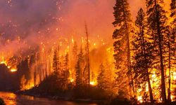 Orman yangılarına karşı kritik uyarı