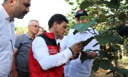 Kahverengi kokarca zararlısıyla yoğun mücadele