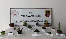 Yalova'da seradan endemik bitki çaldı: Gözaltında