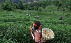 Rize'de Çay Hasadı, İklim Değişikliği Etkisiyle 4. Sürgün Toplanıyor