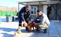 Çiftlikköy Hayvan Bakımevi Aralık’ta Rekor Kırdı