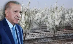 Erdoğan’dan Çiftçiye Don Desteği