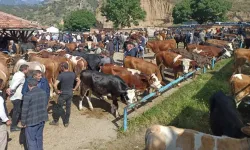 Tosya’da Hayvan Pazarı Kapatıldı
