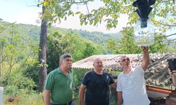 Yalova’da Kahverengi Kokarca İle Mücadele Hız Kesmeden Devam Ediyor