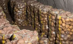 Yurt Dışından Gelen 2 Bin Ton Patates Virüslü Çıktı