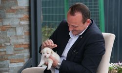Çiftlikköy Belediyesi Sokak Hayvanlarının Yanında