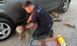Çiftlikköy İtfaiyesi 4 Hayvanı Kurtardı