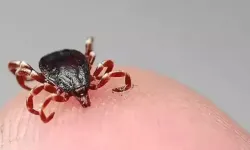 Kene Vakaları Artıyor