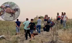 Hatay’da 65 Hayvan Telef Oldu: Yetkililer Harekete Geçti