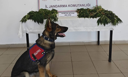 Yalova'da Uyuşturucuya Geçit Yok: Ormanlık Alanda Kenevir Tarlasına Baskın