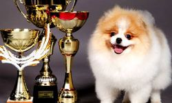 Çiftlikköy’de Köpek Güzellik Yarışması