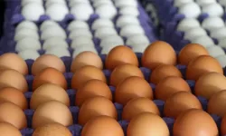 Yumurta ihracatına izin şartı getirildi