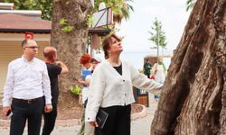 Yalova’da Anıt Ağaçlar Koruma Altında