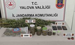 Yalova'da Ormanlık Alanda Kenevir Yetiştiren 3 Kişi Jandarma Tarafından Yakalandı