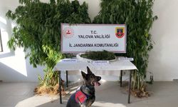 Yalova’da Ormanlık Alanda Kenevir Eken Şahıs Tutuklandı