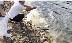 Yalova’daki Göletlere 180 Bin Yavru Sazan Bırakıldı