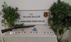 Yalova’da Jandarmadan Uyuşturucu Operasyonu: İki İlçede Baskın