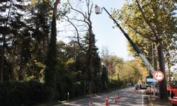 Yalova’da Atatürk’ün Emaneti Çınarlı Hıyaban Yolu’nda Anıt Ağaçlara Bilimsel Bakım Başladı