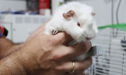 Yalova’da Sevimli Bir Ginepig Yeni Sahibini Bekliyor