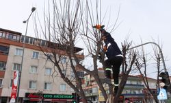 Şehit Ömer Faydalı Caddesi’nde Budama Çalışmaları Sürüyor