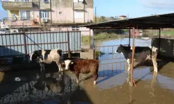Antalya’da Kuvvetli Yağış 6 İlçede Hayatı Felç Etti – Evler, Bahçeler ve İşletmeler Sular Altında Kaldı
