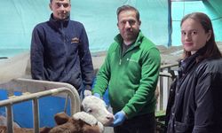 2026 İlkbahar Dönemi Şap Aşılama Kampanyası Başladı