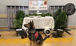 Yalova’da Skunk Operasyonu: İklimlendirme Sistemiyle Uyuşturucu Yetiştiren 2 Şüpheli Tutuklandı