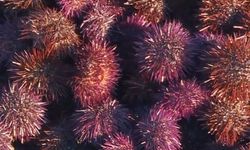 Armutlu’da Mor Deniz Kestanesi Hasadı Başladı: Marmara’nın “Deniz Altını” Tezgâhlarda