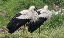 Leylekler Göç Yolunda Armutlu’da Mola Verdi: Yalova Semalarında Bahar Müjdesi