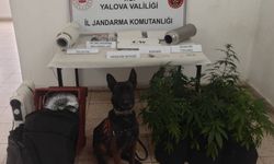 Çınarcık’ta Evde Kenevir Yetiştiren Şüpheliye Adli Kontrol
