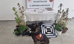 Yalova’da Uyuşturucu Operasyonu: Evde İklimlendirme Sistemiyle Kenevir Yetiştirdi