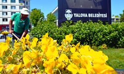 Yalova Yazı Çiçeklerle Karşılıyor: Mevsimlik Çiçek Ekimi Başladı