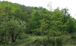 YALOVA’DA ORMAN YANGINLARINA KARŞI 23 MADDELİK TEDBİR PAKETİ