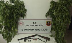 Çiftlikköy'de Uyuşturucu Operasyonu: Serada 46 Kök Kenevir Ele Geçirildi