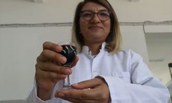 Coğrafi İşaretli Yalova Aronyası Dünya Pazarına Hazırlanıyor
