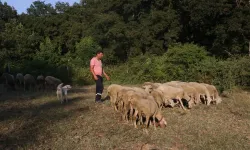 İş Stresinden Kaçtı, Köyünde Hayvancılıkla Huzuru Buldu