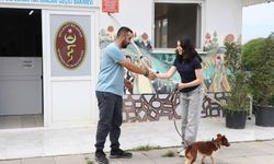 Çiftlikköy’de Sokak Hayvanlarına Mobil Uygulamayla Sahiplendirme İmkanı