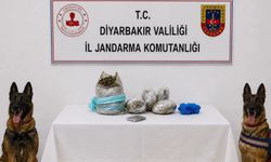 Diyarbakır’da Büyük Kenevir Operasyonu: 217 Bin 608 Kök Kenevir İmha Edildi