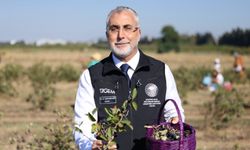 Bakan Işıkhan Yalova’da Aronya Hasadına Katıldı