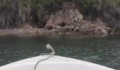 Armutlu’da sahile inen iki ayı yavrusu tekneden görüntülendi