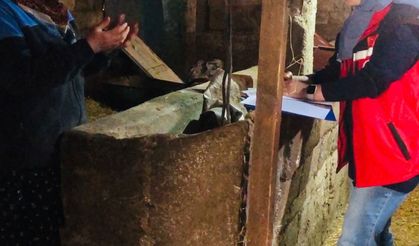 Yalova’da Gebe İnek Projesi Başladı